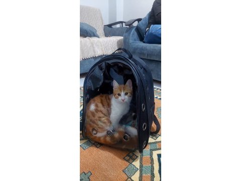Turuncu kedimize acil yuva kedim