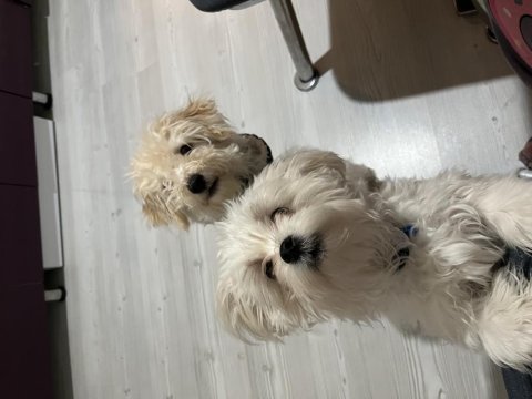 Küçük büyümeyen maltipoo bebekler