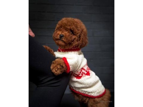 Wc eğitimli ev ortamına uygun poodle bebekler