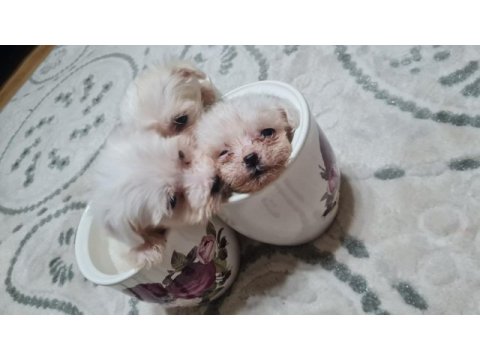 2 aylık yavru dişi ve erkek köpekler mevcut