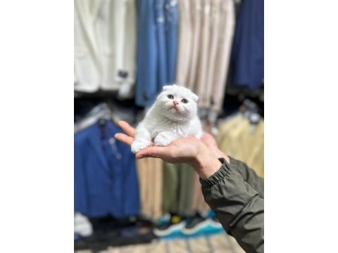 Orjinal ırk scottish fold kedimiz