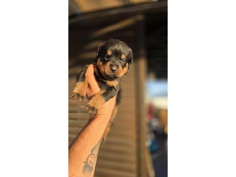Rottweiler yavrular 6 adet
