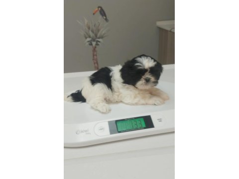 Ev ortamında büyüyen insana alışık shih tzu yavrular
