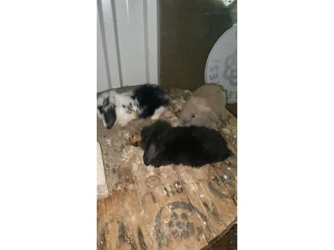 Lop tavşanı 2 aylık