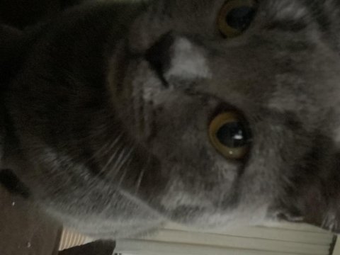 British shorthair kedisi