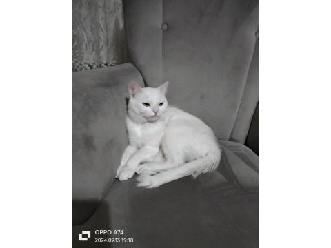 Azgın british shorthair paşa yeni sahibini arıyor
