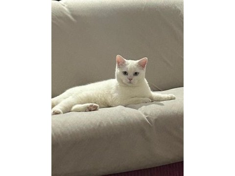 8 aylık erkek british shorthair