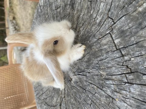 Bebek hollanda lop tavşanlarımız