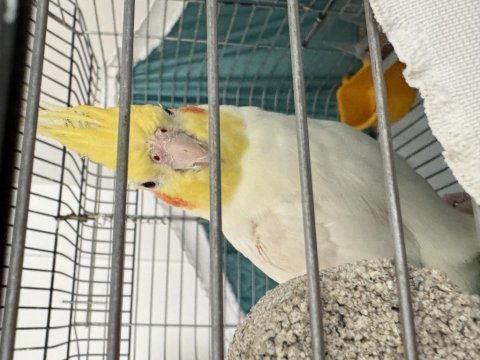 Evcil ele kola alışık sultan papağanı