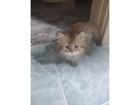 Safkan british shorthair yavruları