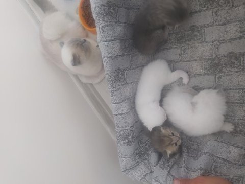 4 adet yavrumuz scottish fold uyguna verilecektir