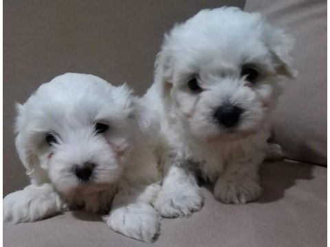 A kalite maltese terrier