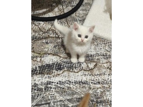 Kar beyaz mavi göz british shorthair erkek yavrularımız