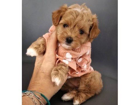 Muhteşem anatomili maltipoo bebeklerimiz!