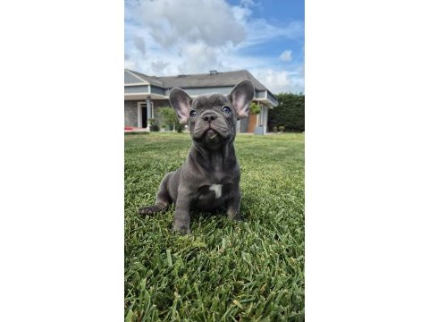 Blue french bulldog yavruları istanbul 
