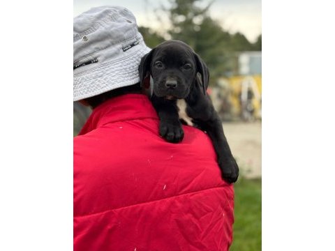 Cane corso yavrularımız çiftliğimızden