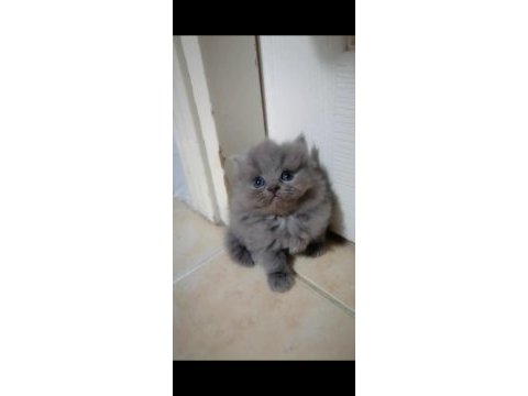 Scottish fold yavru antalya