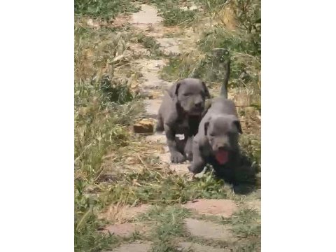 Blue cane corso yavrular ırk sağlık garantili