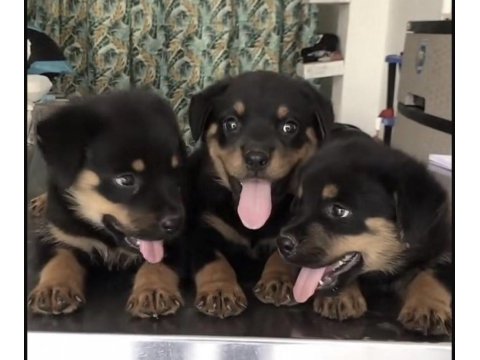 Rottweiler safkan köpeklerimiz