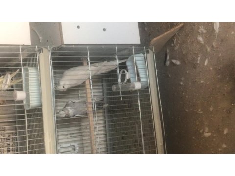 Sultan takımlar lutino yavru takım ele alışık yavru