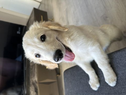 3 aylık golden retriever