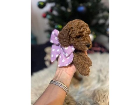 40 günlük toy poodle yavruları