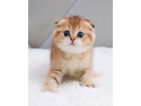 Top kafacık golden scottish fold 