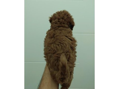 Red kore toy poodle bebekler