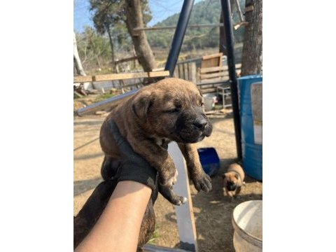 Presa canario yavrular