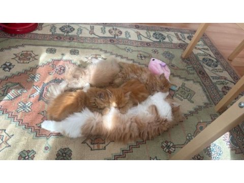 Dişi chinchilla yavrumuza yuva arıyoruz
