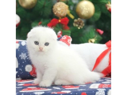 Koca kafa gerçek british shorthair yavruları