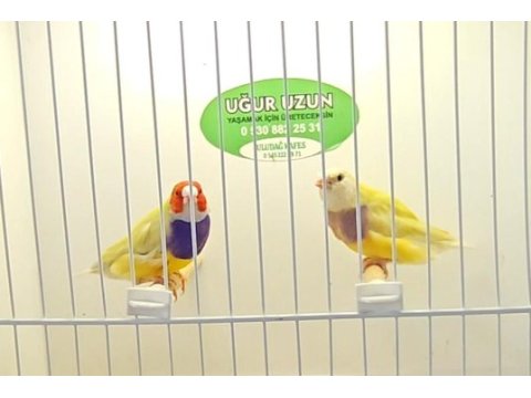 Gouldian finch (gökkuşağı ispinozu)