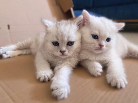 Safkan british shorthair lynx point