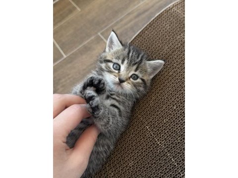 British shorthair yavrular