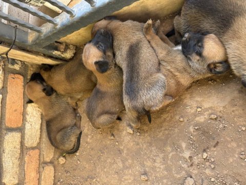 Hakiki orijinal belçika malinois yavrular 2 aylık