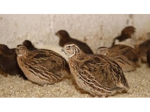 Bıldırcın yumurtası