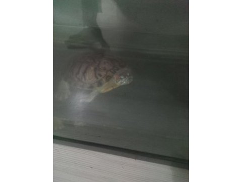 Kızıl yanak orjinal su kaplumbağası