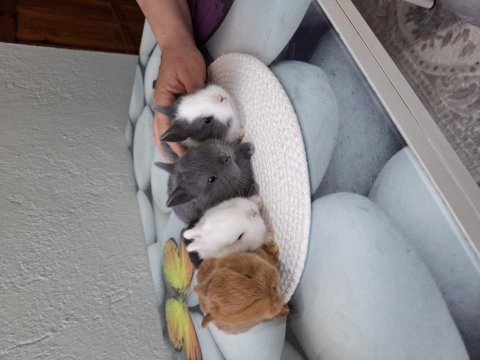 Cüce tavşan ev ortamından