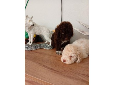 Güzellikler toy poodle cinsidir