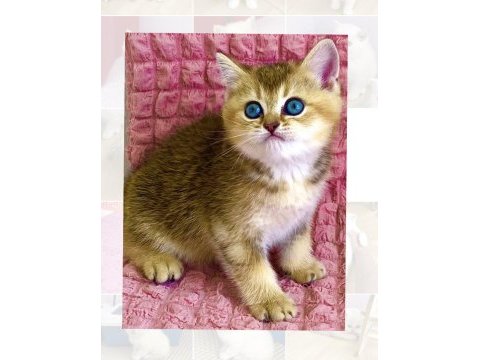 Black golden safkan güzel gözlü tatlı kız kedimiz