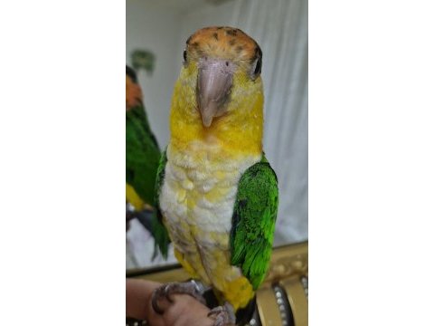 Yavru kayık papağanı konuşmaya başladı