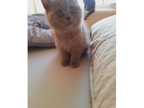 British shorthair lilac yavrumuz
