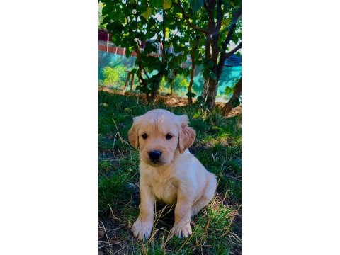 Golden retriever safkan sağlık garantili