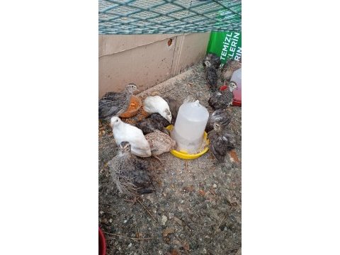 Kuluçkalık bıldırcın yumurtası
