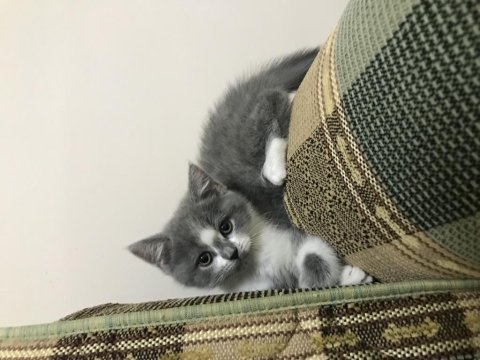 İki aylık british shorthair özel renk erkek
