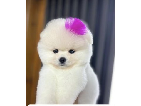 3 aylık pomeranian