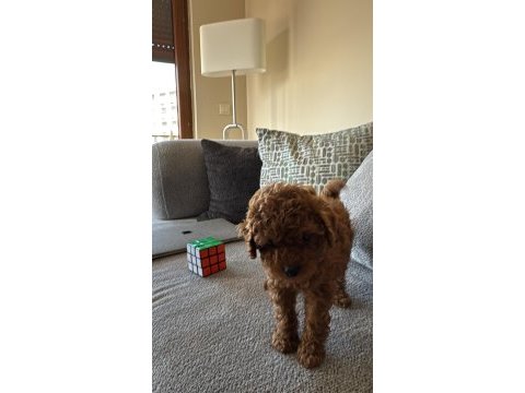 3 aylık dişi poodle