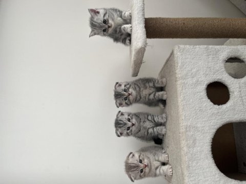 3 erkek ve 1 dişi scottish fold yavrularım