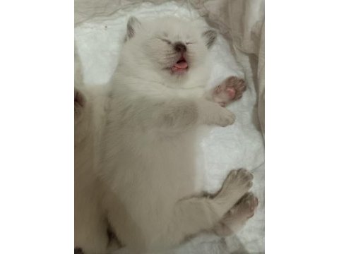 Çakır gözlü kar beyazı renk scottish fold