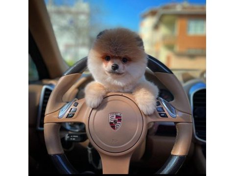 Mini boy show kalite pomeranian sağlık garantili